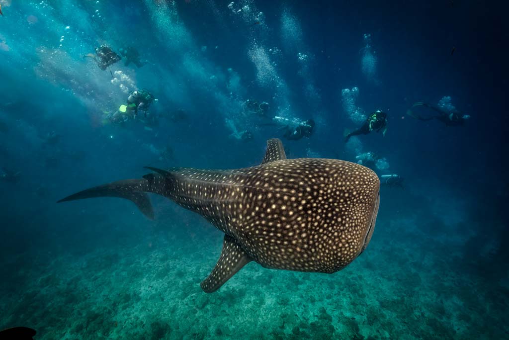 underwater photography by professional travel photographer. nature photography with marine creatures.
