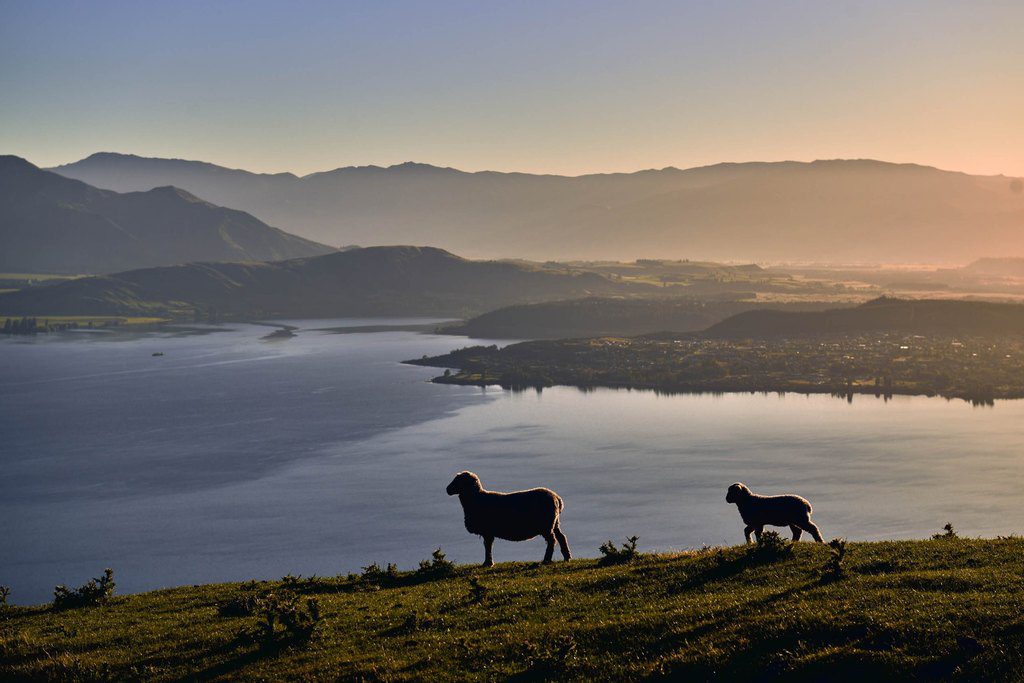 Two sheep on a ridge above a lake at first light, New Zealand — professional landscape photographer from singapore, singapore commercial photographer, corporate photographer singapore